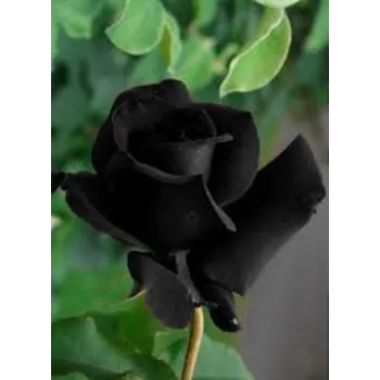 Fresh Black Rose